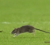 📷 Quand un rongeur s'incruste sur la pelouse lors du match Pays de Galles - Belgique