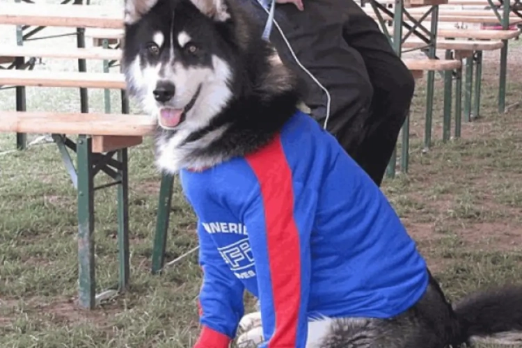 [Nam] Gesves est champion : les photos, les images